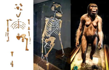 Australopitek Lucy