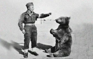 Mis Wojtek