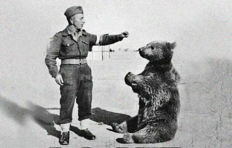 Mis Wojtek