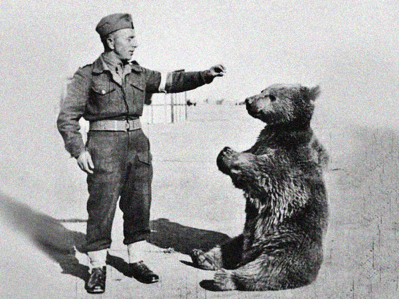 Niedźwiedź wojtek